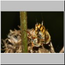 Eupeodes corollae - Gemeine Feldschwebfliege 05d.jpg